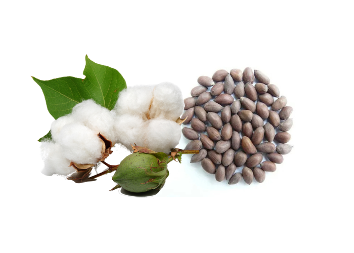 cotton